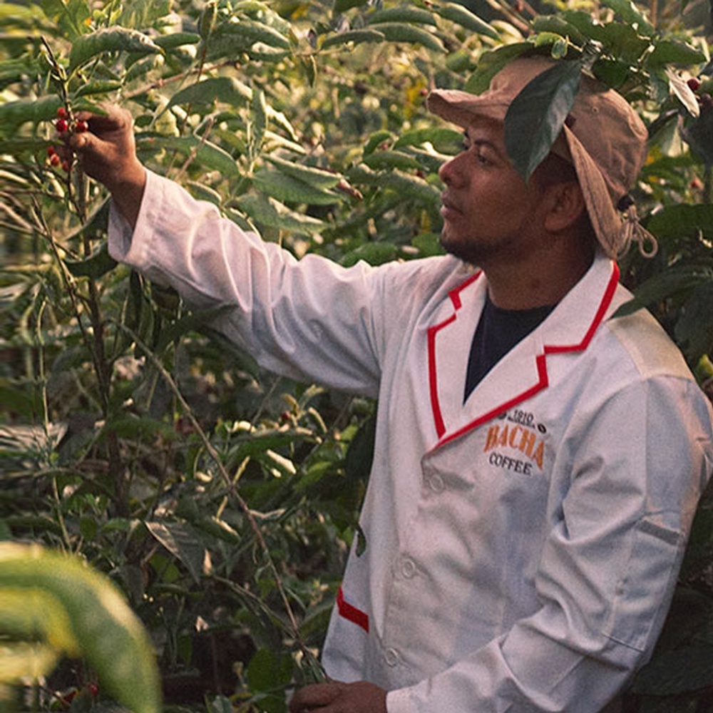 Bacha Coffee - Coffee Stories - bacha-farmer -1000x1000