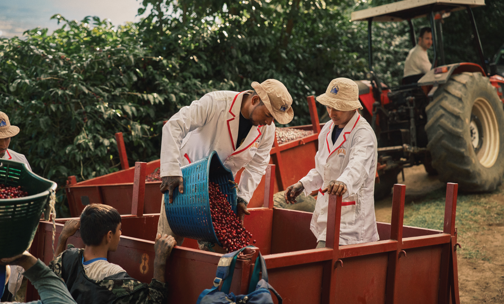 Bacha-Coffee---Journeys-to-the-Source---Costa-Rica---workers-at-the-farm-sorting-out-coffee-cherries-(85)