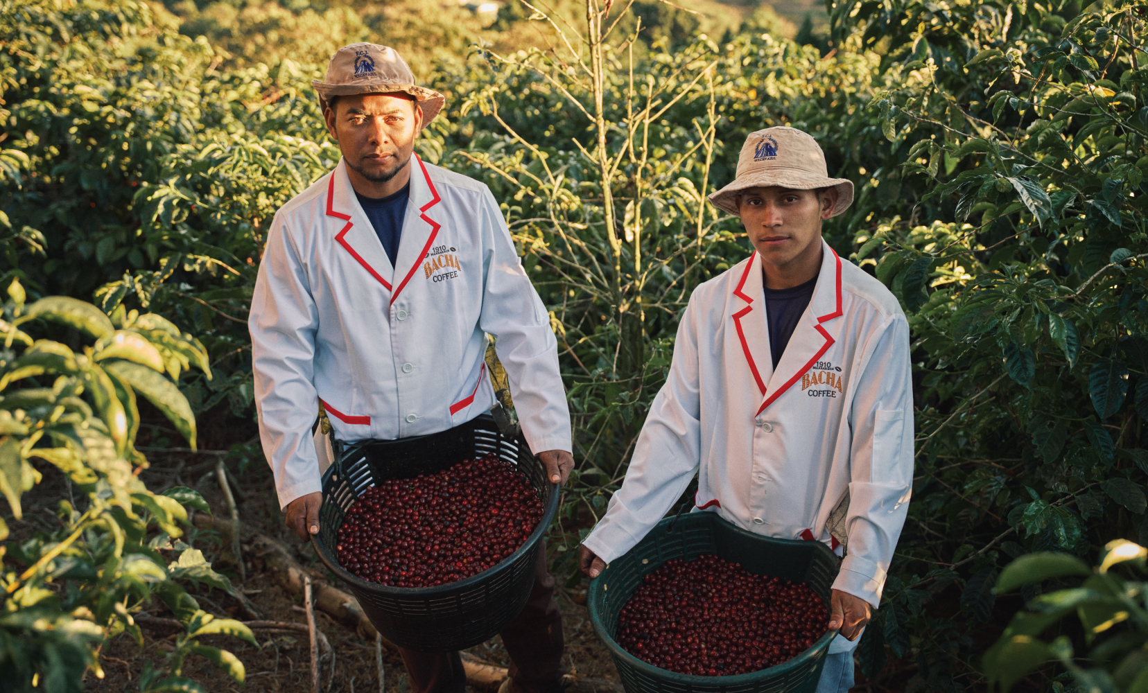 Bacha-Coffee---Journeys-to-the-Source---Costa-Rica---workers-in-the-plantation-harvesting-coffee-cherries-(1)