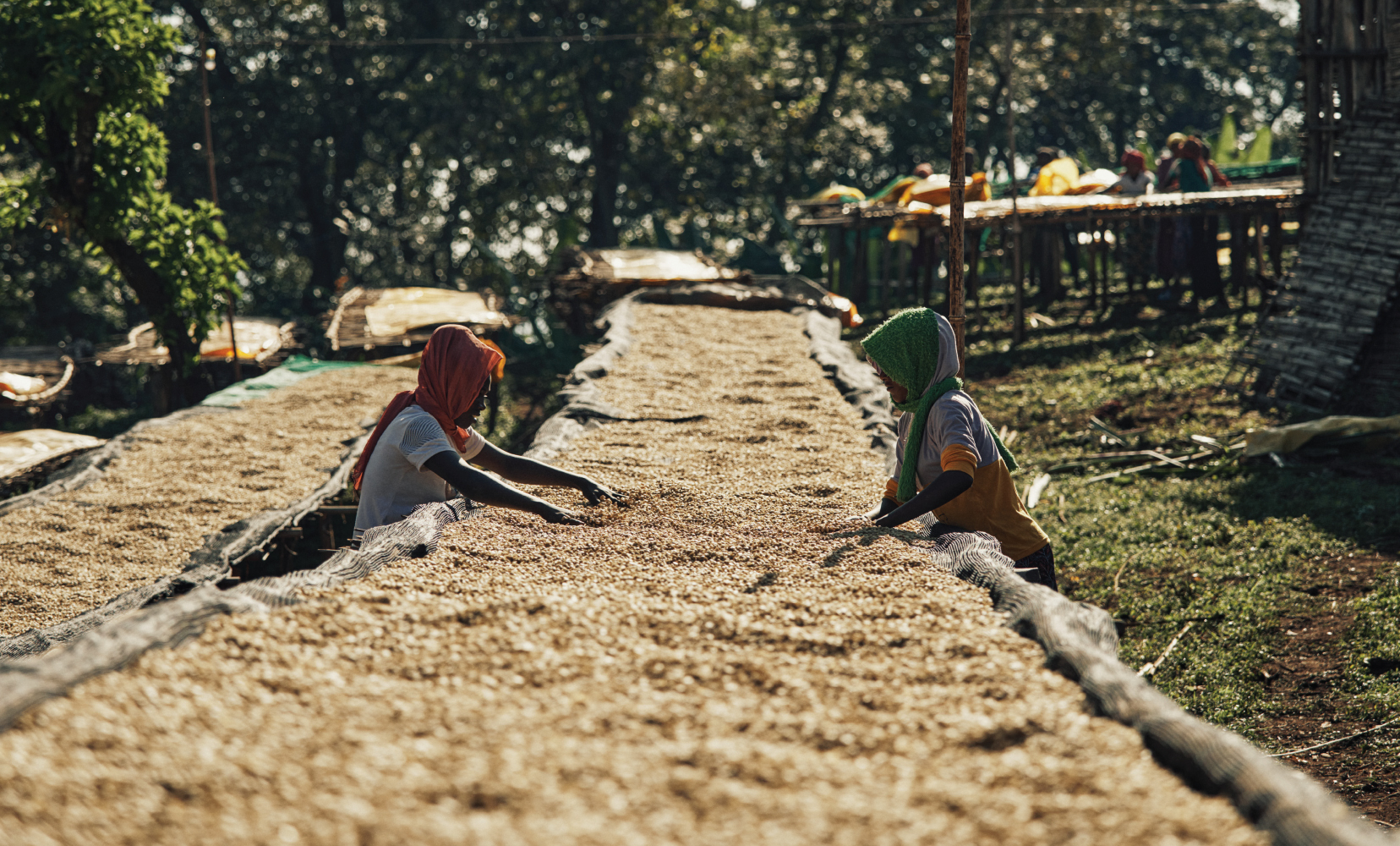 RareHarvest_BodyImage_3