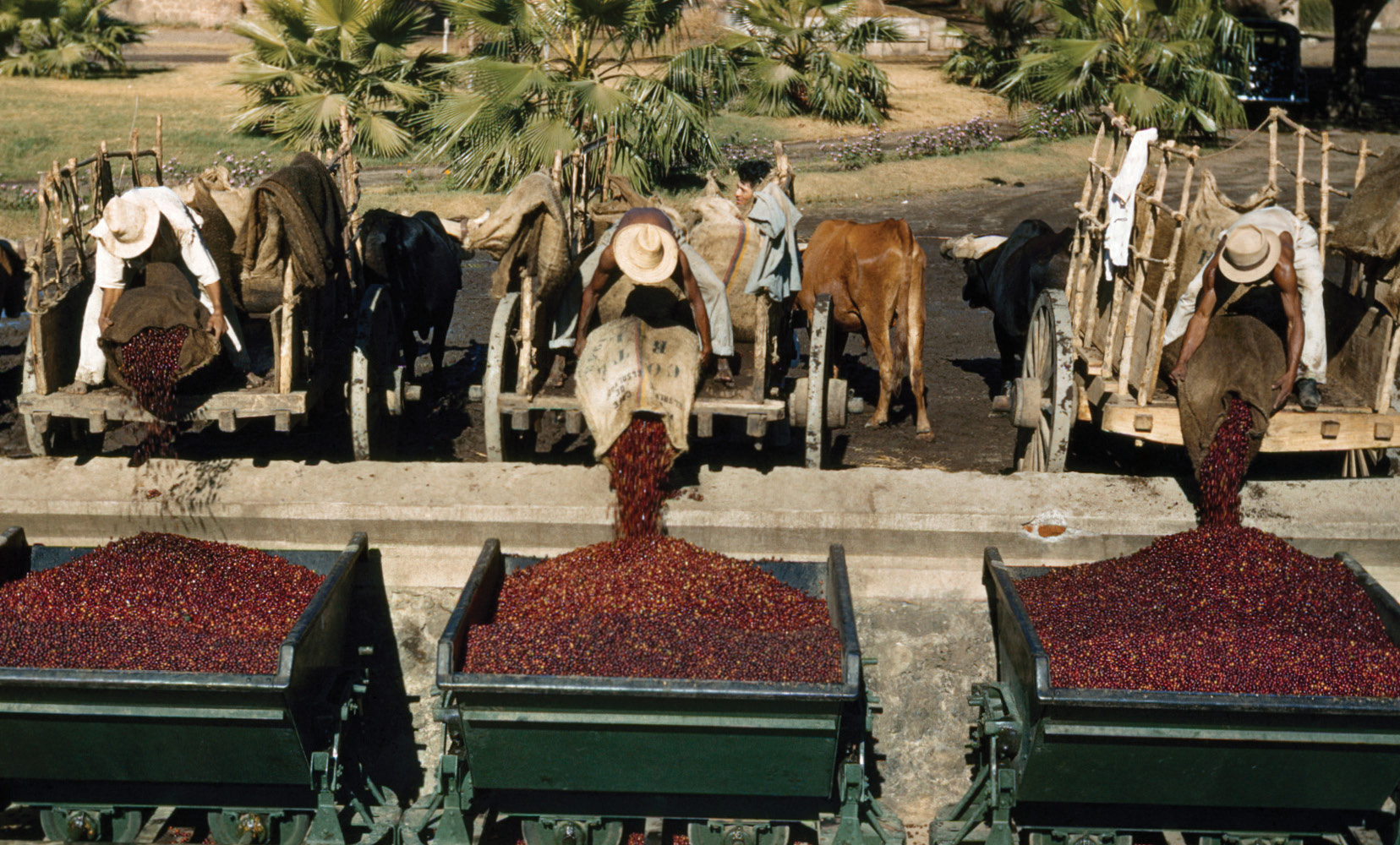 bacha-coffee-stories-20-coffee-processing